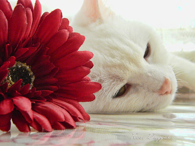 开云体育APP下载-跨越洲际的竞技交响，德国队力克印度队背后的团队密码与郑思维刷新纪录的个人突围