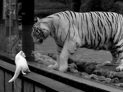 破晓的号角，当绿茵铁壁遭遇球场雷霆