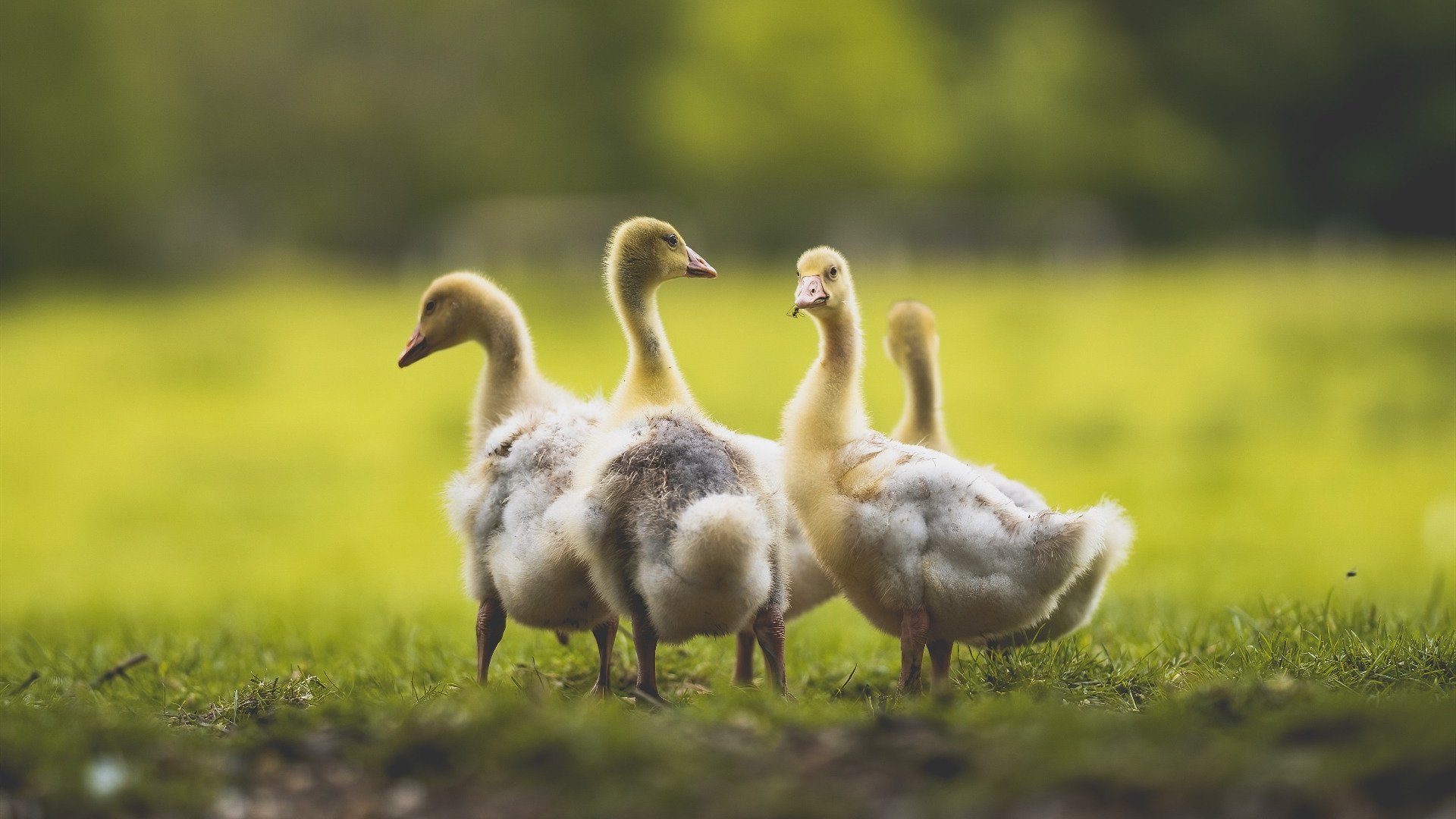 防守的艺术,霍勒迪编织囚笼,湖人力克活塞